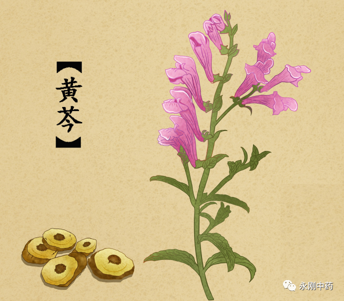 What Are the Differences Between Huang Lian, Da Huang, and Huang Qin?