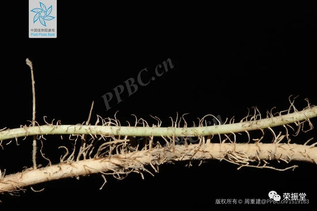 A Detailed Discussion on Coix Seed (Yi Yi Ren)
