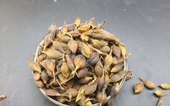 Understanding Chinese Herbal Medicine: The Many Benefits of Forsythia, Dissolving Nodules and Reducing Swelling, Clearing Heat and Promoting Diuresis!