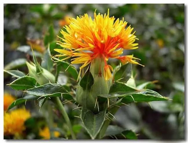 Blood-Activating and Menstrual Regulation Herbs