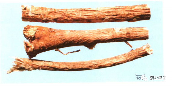 Traditional Chinese Medicine - Huangqi (Astragalus Root)