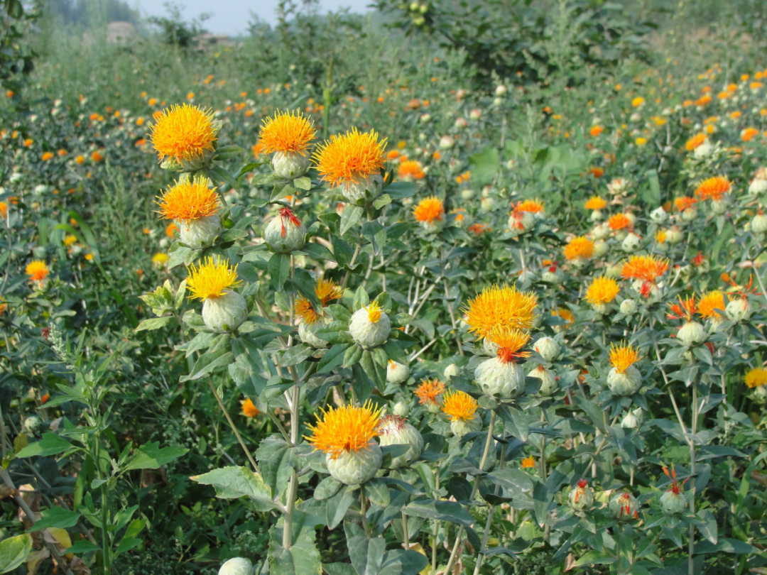 Understanding "Hong Hua" (Safflower) in Traditional Chinese Medicine