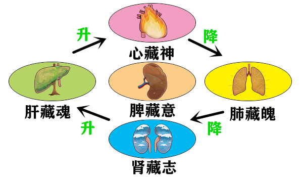 Understanding the Relationship Between the Large Intestine and the Lungs: Cold Dampness and Its Impact on the Spirit