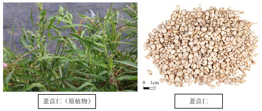 The Efficacy and Consumption Methods of Coix Seed (Yi Yi Ren)
