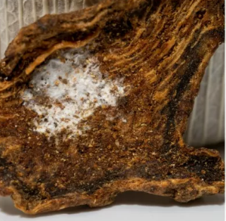 Daily Herb 182: Atractylodes - The Sacred Herb for Drying Dampness and Strengthening the Spleen