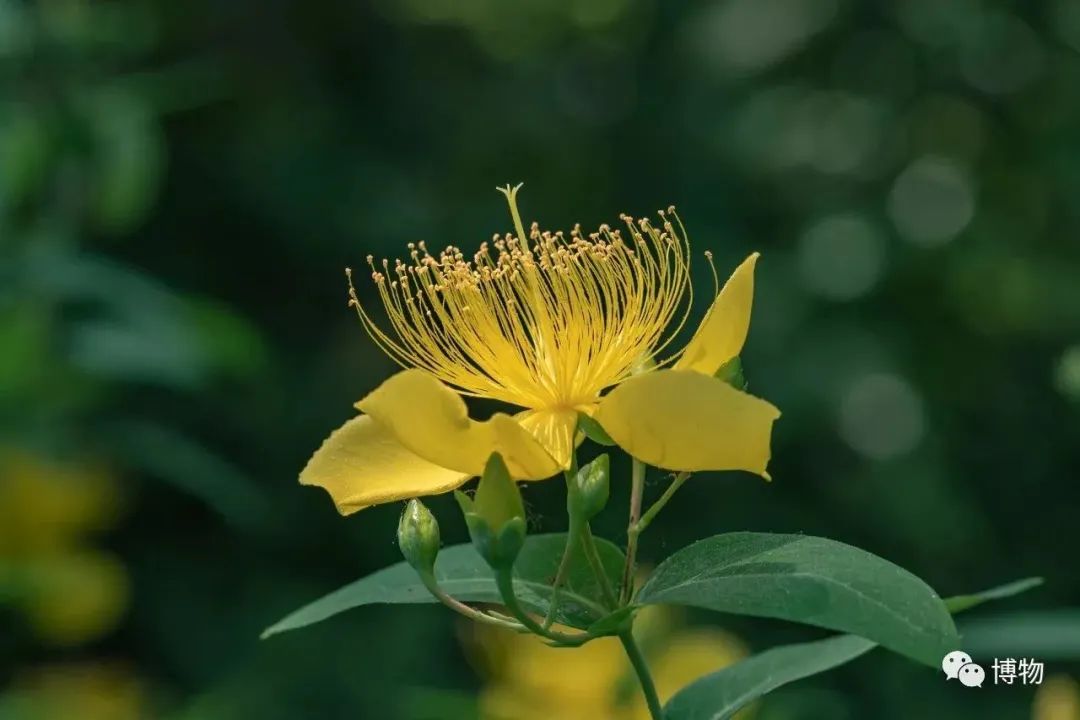 Can Lian Qiao (Forsythia) Treat Insomnia?