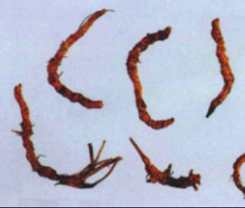 Essential Knowledge of Chinese Medicine: Huang Lian (Coptis)