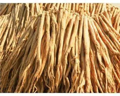 The Series of Food and Medicine Origin - Codonopsis