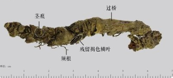 Traditional Chinese Medicine | The Antibiotic Properties of Chinese Herbs