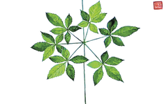 Understanding Ginseng: A Comprehensive Guide to Its Benefits and Uses in Traditional Chinese Medicine