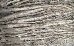 Key Points for Growing Codonopsis (Dang Shen)
