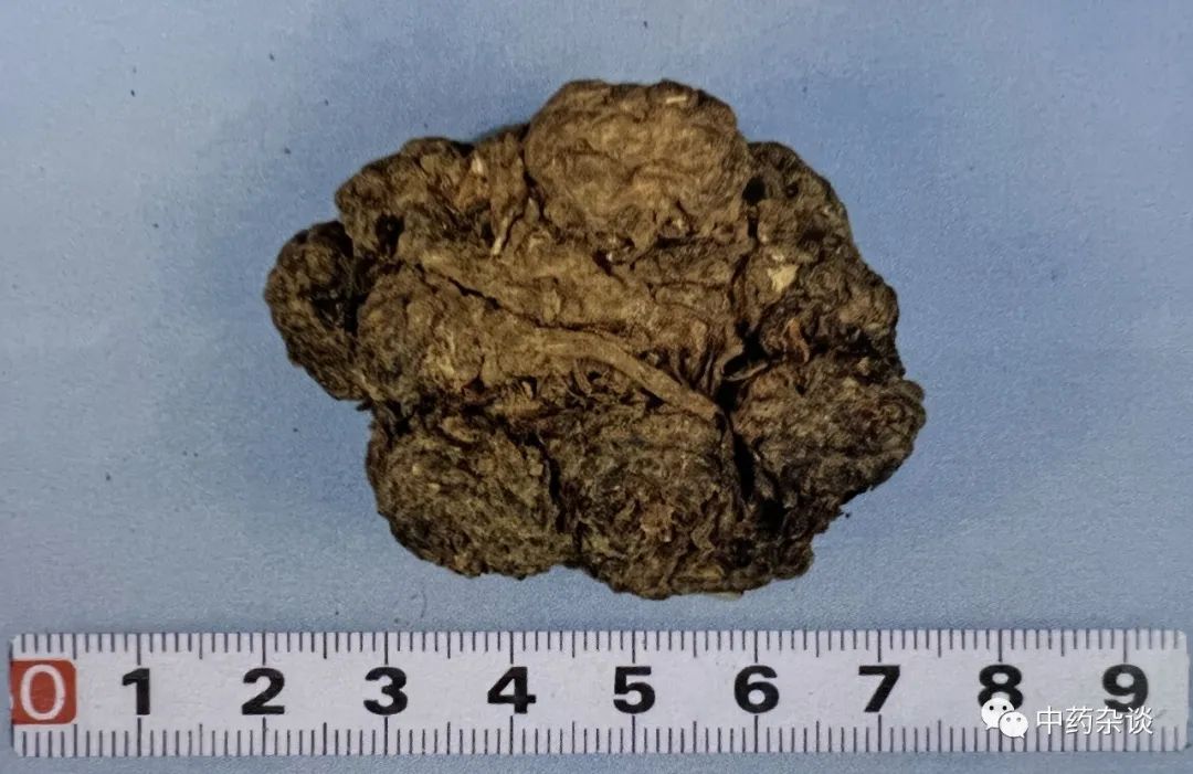 Daily Herb: Chuanxiong (Rhizoma Chuanxiong)