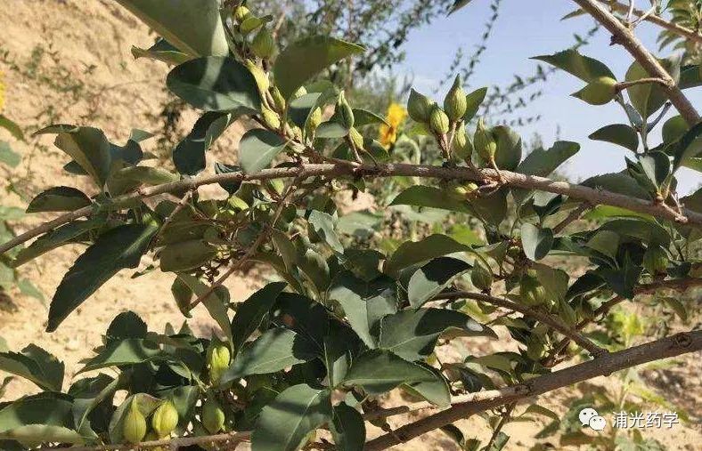 Weekly Herb: Lian Qiao (Forsythia)