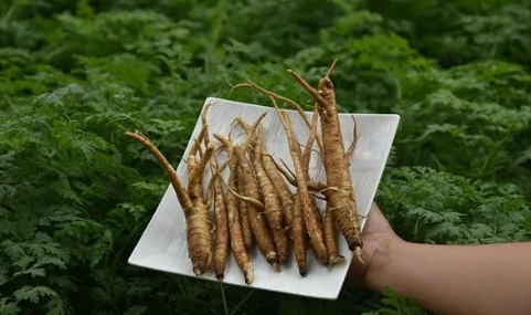 Daily Learning of a Chinese Herb: Angelica Sinensis