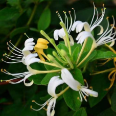 The Dispute Between Honeysuckle and Mountain Honeysuckle