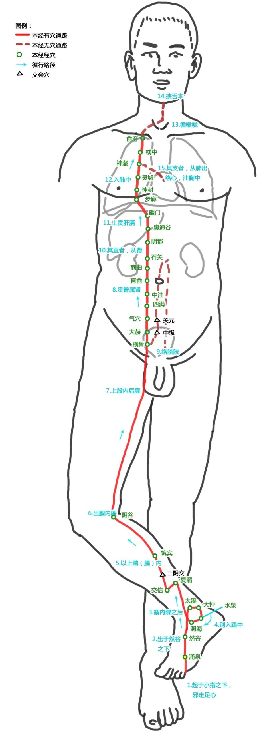 The Pathways of the Twelve Meridians and Acupuncture Points (Answer Version)