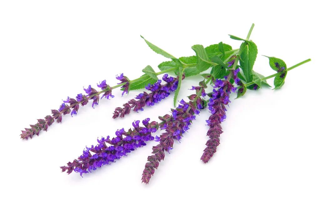 Guide to the Use of Dan Shen (Salvia miltiorrhiza)
