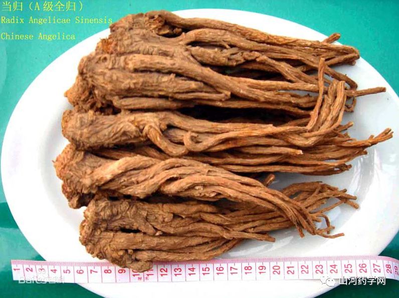 Angelica Sinensis: A Comprehensive Overview