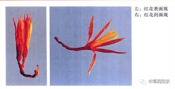 Knowledge of Chinese Herbal Medicine: Safflower