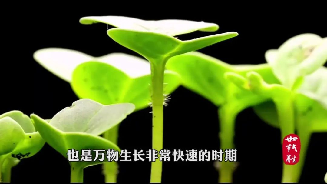 Spring Equinox: Recommended Health-Promoting Dish with Astragalus and River Shrimp