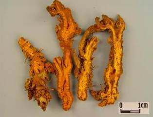 Essential Knowledge of Chinese Medicine: Huang Lian (Coptis)
