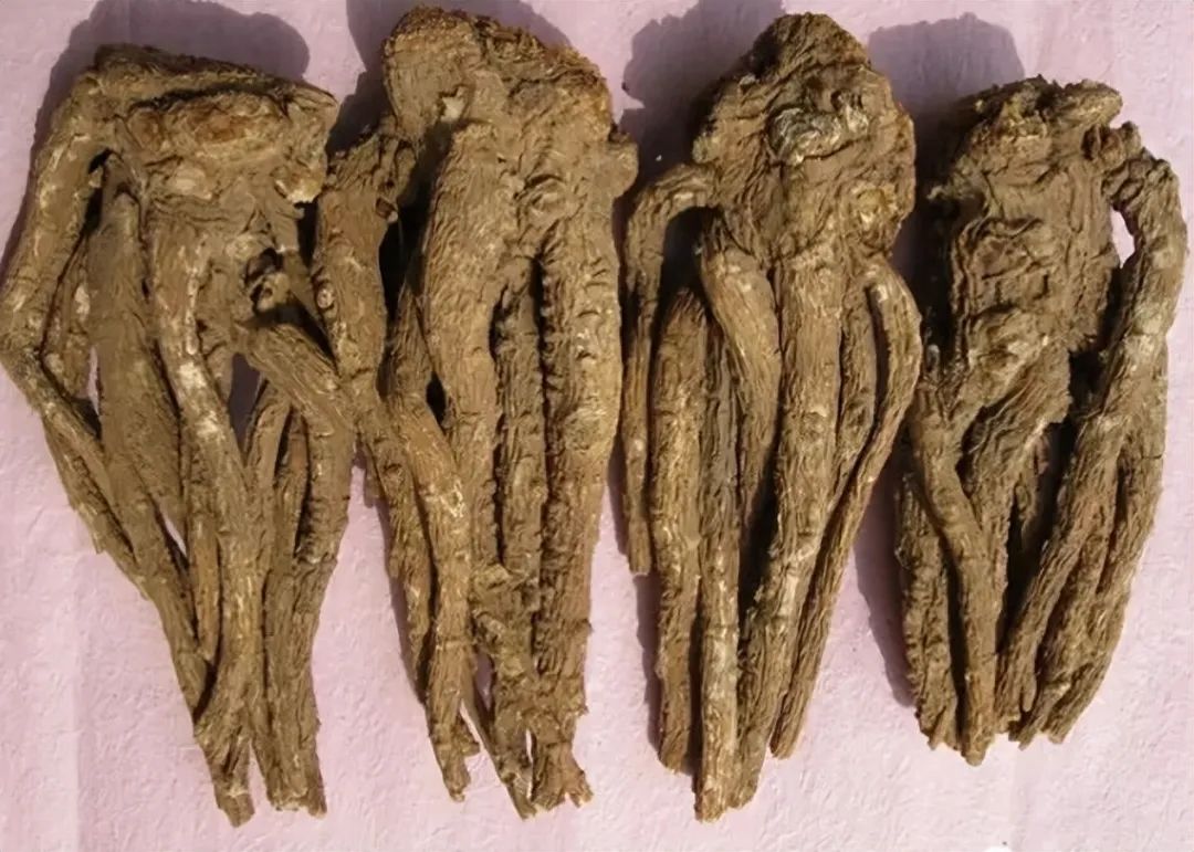 Identification of Angelica Sinensis (Dong Quai)