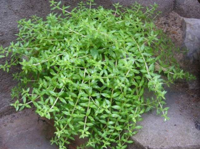 A Comprehensive Guide to 50 Common Medicinal Herbs in Rural China