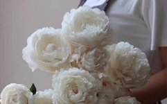 Understanding Chinese Herbal Medicine: Bai Shao (White Peony)