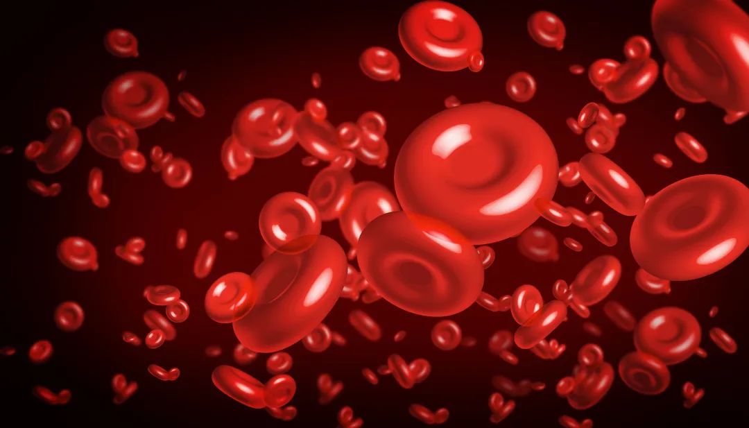 The Blood-Nourishing Properties of Shudi Huang (Rehmannia Glutinosa)