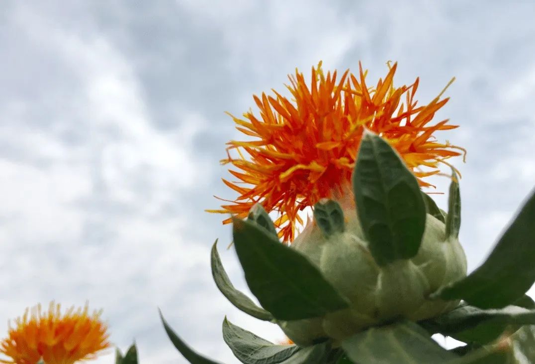 Safflower: Passionate and Versatile in Tea, Soup, Foot Soaks, and Medicine!