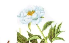 Premium Chinese Medicine | Bai Shao (White Peony)