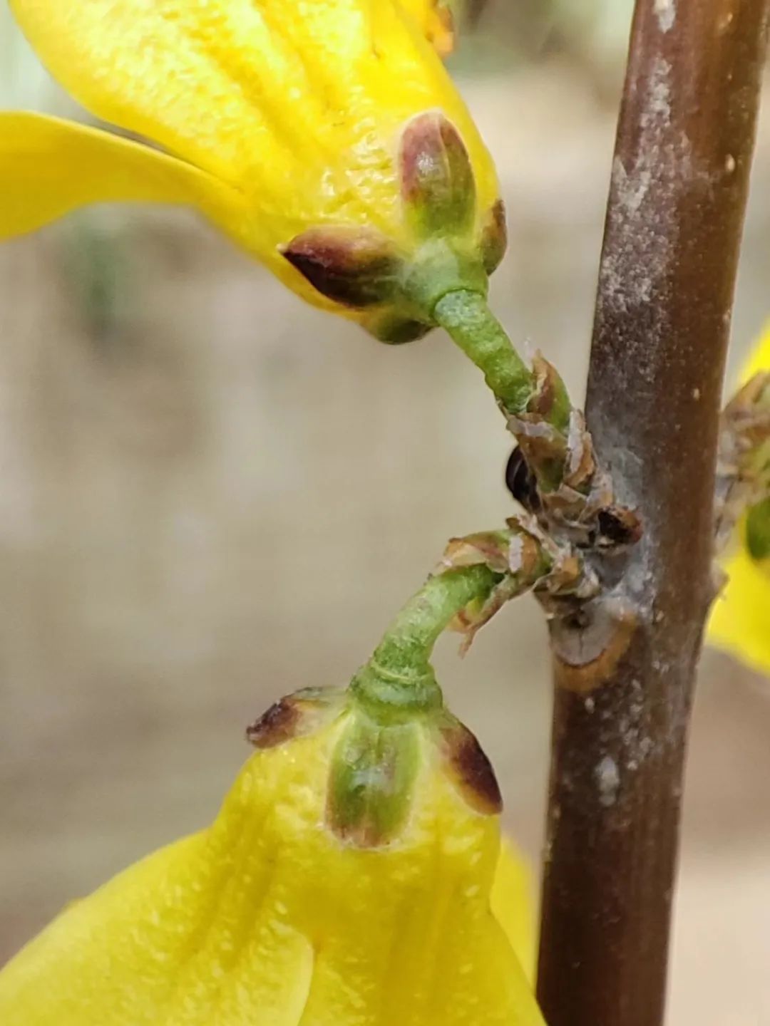 Understanding Forsythia: The Golden Flower of Spring
