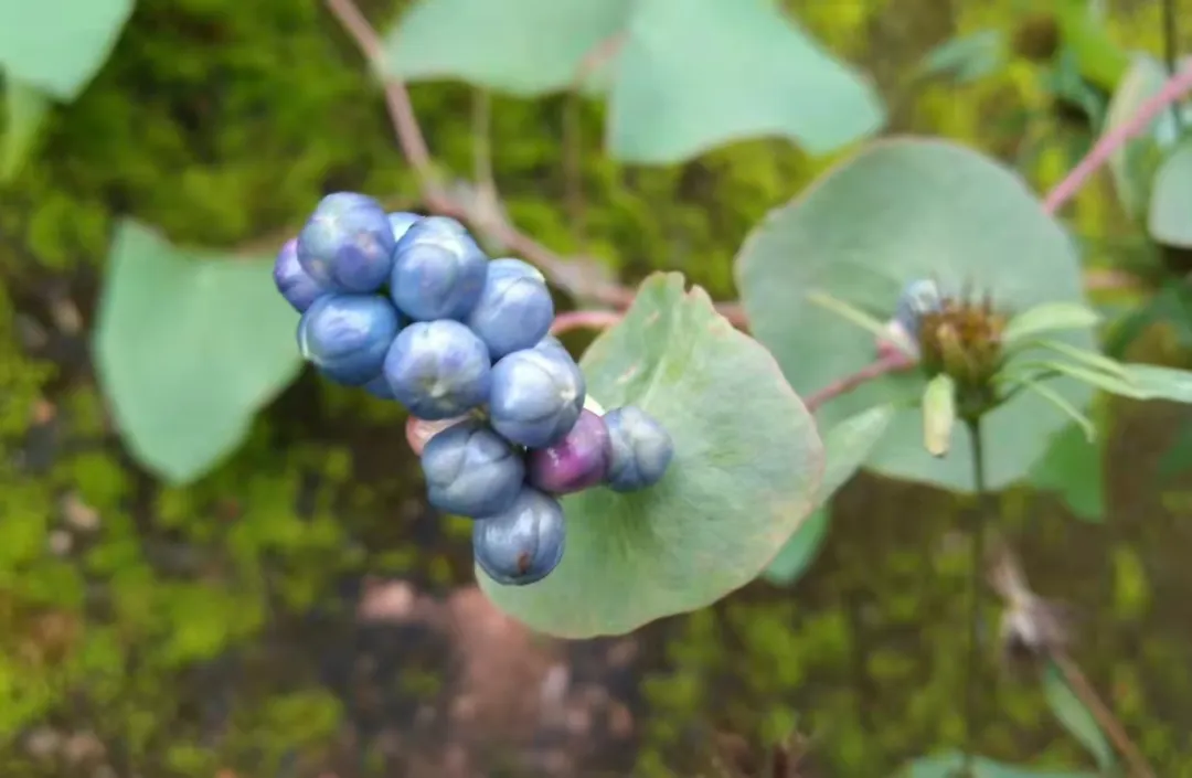 Shingles: One Herb is All You Need!