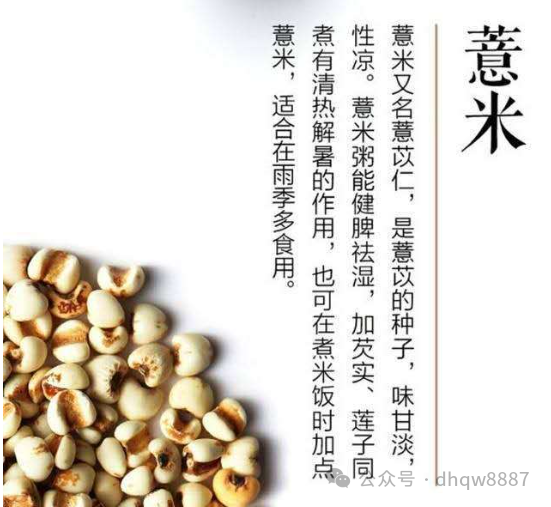 The Efficacy of Coix Seed (Yi Yi Ren): Strengthening the Spleen and Stomach, Skin Whitening, and Dispelling Wind-Dampness