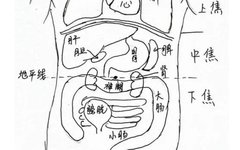 The 'Passage' and 'Function' of the Six Fu Organs