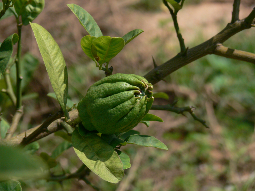 Exploring the Benefits of Fo Shou (Buddha's Hand) in Traditional Chinese Medicine