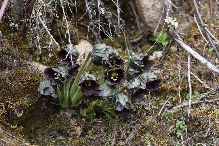 The Roots of Human-Like Plants: Not Just Ginseng, but Also the Old Poisonous Ones