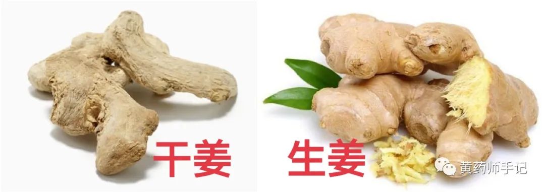 5 Commonly Confused Chinese Herbs: Is Dried Ginger Just Sun-Dried Fresh Ginger? Is Cinnamon the Same as Cassia?