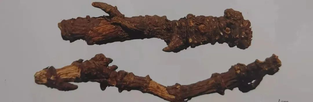 The Story of Bencao Gangmu: Using Qiang Huo to Expel Wind and Disperse Cold