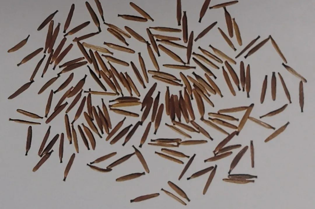 The Story of Tianmingjing: Treating Toothache
