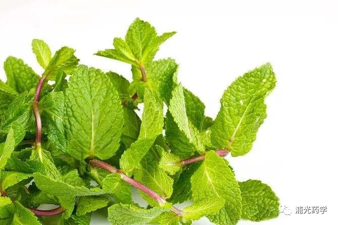 Weekly Herb: Lian Qiao (Forsythia)