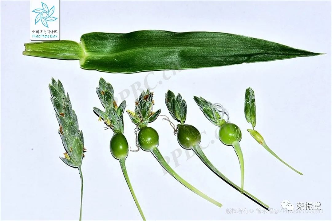 A Detailed Discussion on Coix Seed (Yi Yi Ren)
