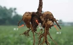 The Broad Efficacy of Aconite: Effective Use in Critical Conditions