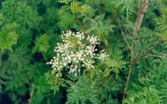 The Supreme Blood Nourishing Herb: A Universal Remedy for All Blood Disorders