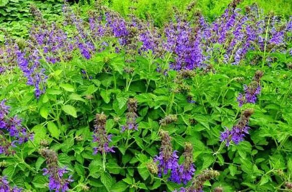 Commonly Used Mongolian Medicinal Material - Dan Shen (Salvia Miltiorrhiza)