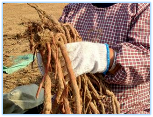 Essential Knowledge of Chinese Medicine: Dan Shen