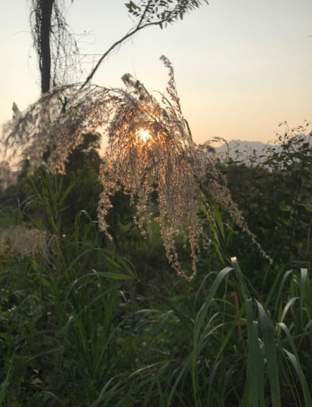 Cang Zhu: The Sacred Herb for Strengthening the Spleen