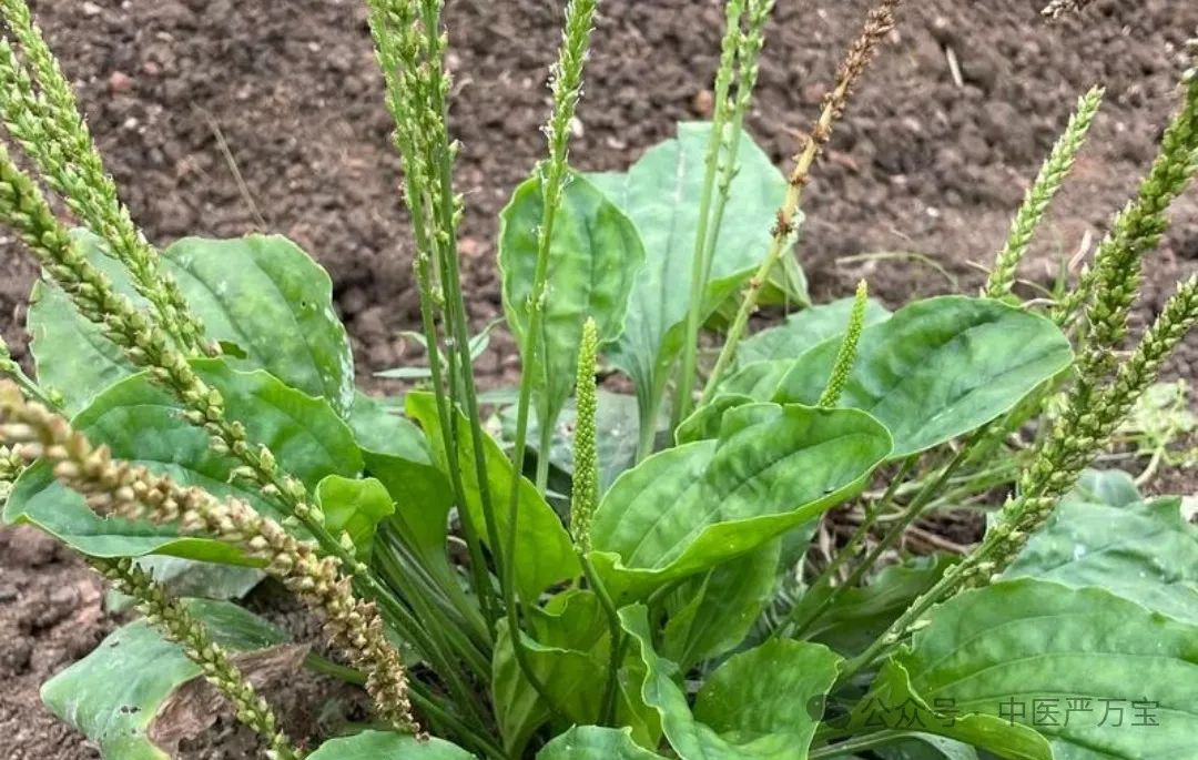 The Story of Plantago (Cheqian Cao) in Traditional Chinese Medicine Folklore