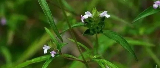 This Herb Treats Snake Bites, Eczema Itching, and More!