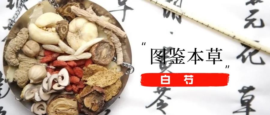 Illustrated Materia Medica: Authentic Medicinal Material 'Bai Shao'